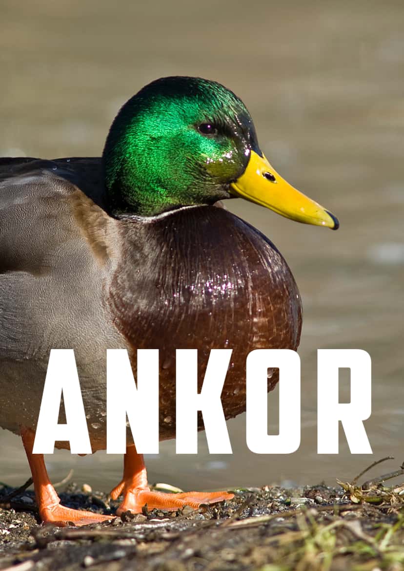 Ankor